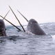 Illustration for article titled Size Matters: Narwhals With Longer Tusks Have Bigger Testicles